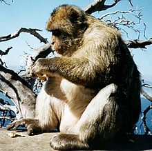 macaco gibraltar wikipedia